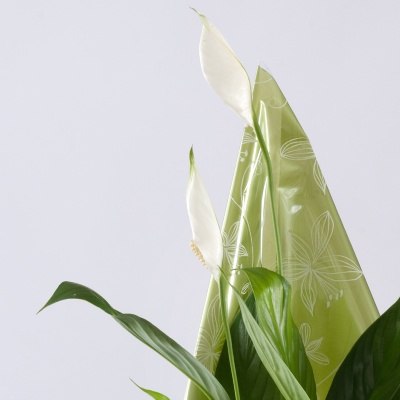 Peace Lily